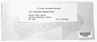 Cronartium ribicola image
